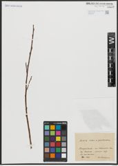 Foto von Salix alba L. x Salix pentandra L.